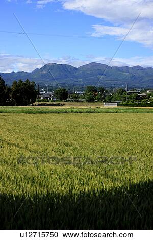 Stock Image - Barley Fields. Fotosearch