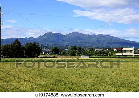 Barley Fields View Large Photo Image Stock Photography - Barley Fields. Fotosearch