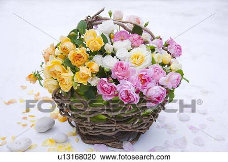 Basket of Roses View Large Photo Image Stock Image - Basket of Roses. Fotosearch