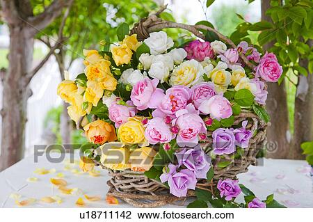 Stock Image - Basket of Roses. Fotosearch
