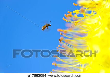 Bee Flying to Foxtail Lily Flower View Large Photo Image Picture - Bee Flying to Foxtail Lily Flower. Fotosearch
