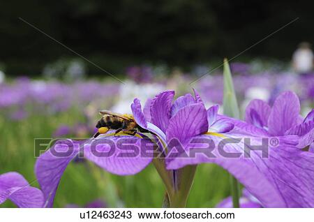 Bee on an iris at Sakura castle ruin park, Chiba Prefecture, Japan View Large Photo Image Stock Image - Bee on an iris at Sakura castle ruin park, Chiba Prefecture, Japan. Fotosearch