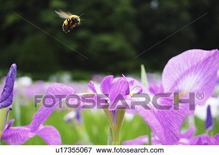 Bee on an iris at Sakura castle ruin park, Chiba Prefecture, Japan View Large Photo Image Stock Photo - Bee on an iris at Sakura castle ruin park, Chiba Prefecture, Japan. Fotosearch