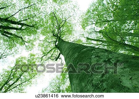 Beech Trees View Large Photo Image Stock Photograph - Beech Trees. Fotosearch