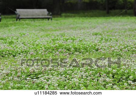 Bench in park and clovers View Large Photo Image Stock Photography - Bench in park and clovers. Fotosearch