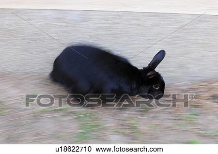 Black Rabbit View Large Photo Image Stock Image - Black Rabbit. Fotosearch