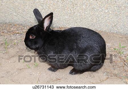 Black Rabbit View Large Photo Image Stock Image - Black Rabbit. Fotosearch