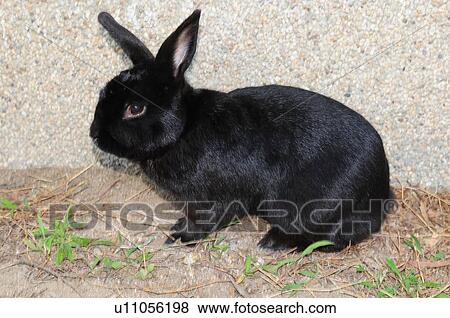 Black Rabbit View Large Photo Image Stock Photo - Black Rabbit. Fotosearch