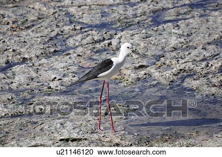 Stock Image - Black-winged Stilt (Himantopus himantopus) walking on mud, Chiba Prefecture, Honshu, Japan. Fotosearch