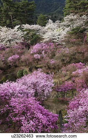 Stock Image - Blossoming Trees in Tenpaku Park. Fotosearch