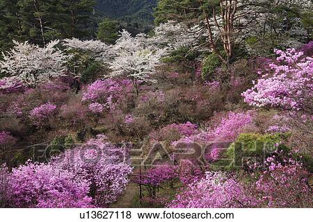 Stock Photo - Blossoming Trees in Tenpaku Park. Fotosearch