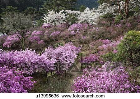 Blossoming Trees in Tenpaku Park View Large Photo Image Stock Photograph - Blossoming Trees in Tenpaku Park. Fotosearch