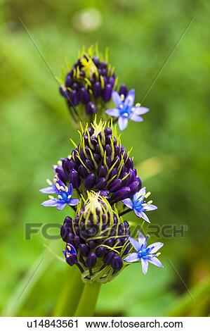 Blue Peruviana Scilla View Large Photo Image Stock Image - Blue Peruviana Scilla. Fotosearch