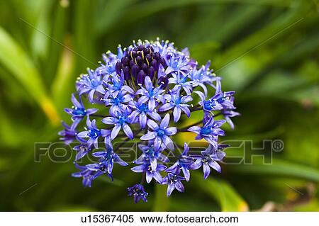Blue Peruviana Scilla View Large Photo Image Stock Photography - Blue Peruviana Scilla. Fotosearch