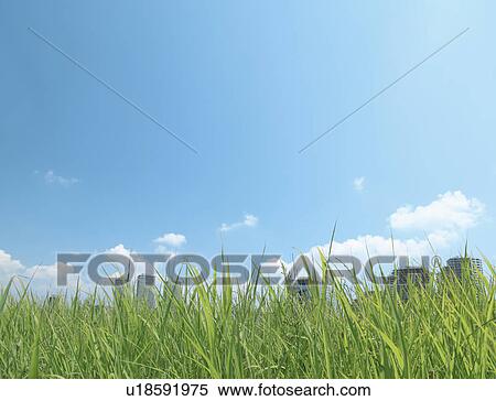 Stock Photography - Blue Sky Over City, Grass in Foreground. Fotosearch
