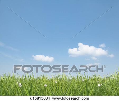 Picture - Blue Sky Over Grass. Fotosearch