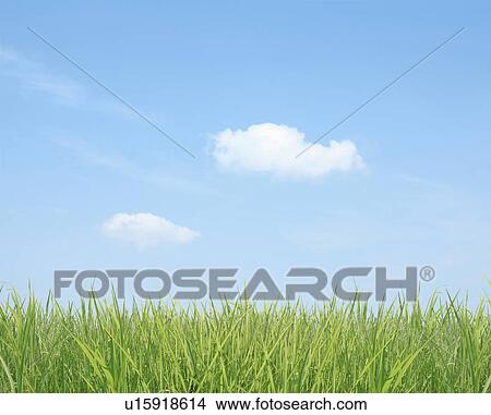 Picture - Blue Sky Over Grass. Fotosearch