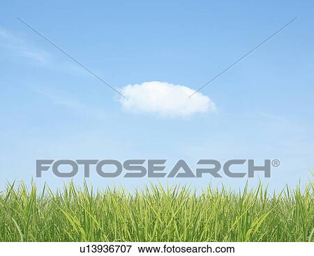 Blue Sky Over Grass View Large Photo Image Stock Photo - Blue Sky Over Grass. Fotosearch
