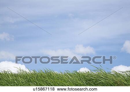 Blue Sky Over Grass View Large Photo Image Stock Photo - Blue Sky Over Grass. Fotosearch