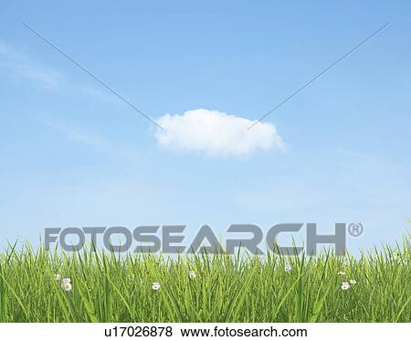 Blue Sky Over Grass View Large Photo Image Stock Photo - Blue Sky Over Grass. Fotosearch