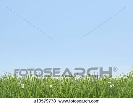 Stock Photo - Blue Sky Over Grass. Fotosearch