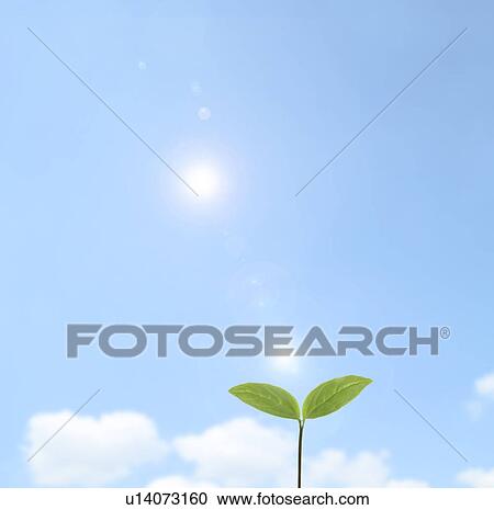 Blue Sky Over Seedling View Large Photo Image Stock Image - Blue Sky Over Seedling. Fotosearch