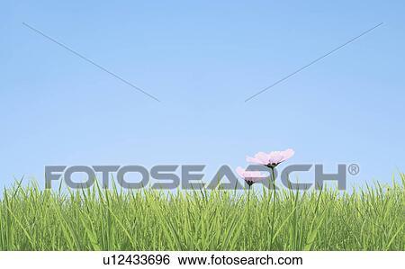 Stock Photograph - Blue Sky Over Two Flowers and Grass. Fotosearch