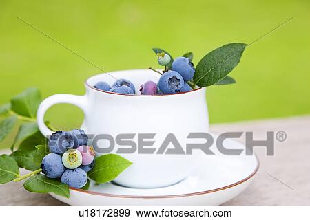 Stock Photo - Blueberries in Cup. Fotosearch