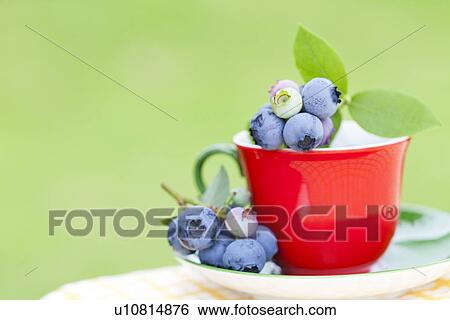 Stock Photograph - Blueberries in Red Cup. Fotosearch