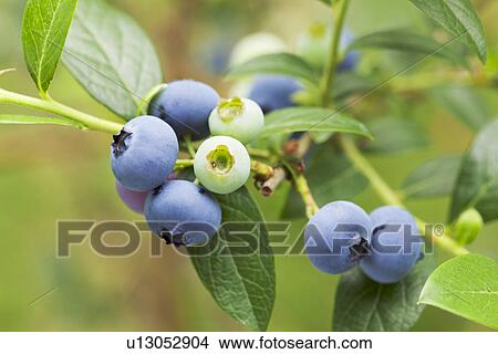 Picture - Blueberries. Fotosearch