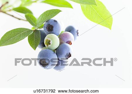 Stock Image - Blueberries. Fotosearch