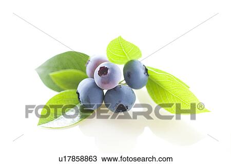 Blueberries View Large Photo Image Stock Image - Blueberries. Fotosearch