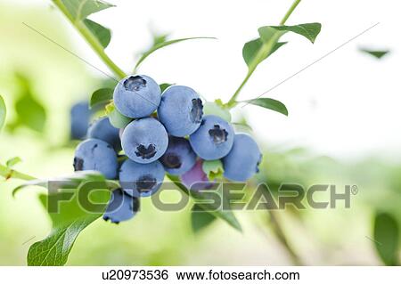 Blueberries View Large Photo Image Stock Photograph - Blueberries. Fotosearch