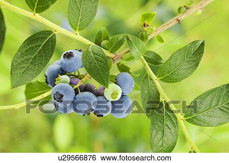 Blueberries View Large Photo Image Stock Photograph - Blueberries. Fotosearch