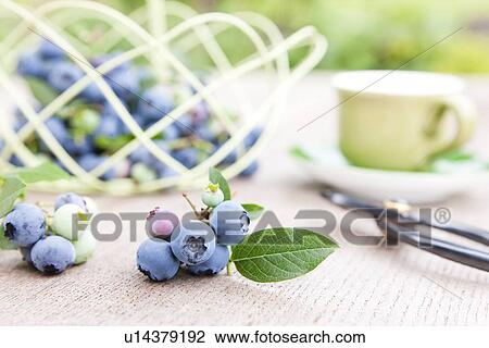 Blueberry View Large Photo Image Stock Image - Blueberry. Fotosearch