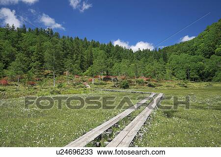 Stock Image - Boardwalk at Tanohara Marsch. Fotosearch