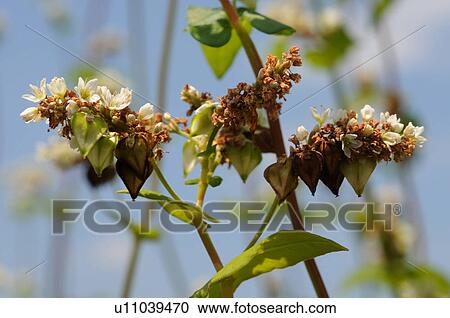 Stock Image - Buckwheat plants, Hyogo Prefecture, Japan. Fotosearch