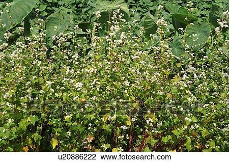 Stock Image - Buckwheat plants, Hyogo Prefecture, Japan. Fotosearch