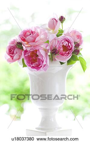 Bunch of Constance Spry Roses in Vase View Large Photo Image Stock Image - Bunch of Constance Spry Roses in Vase. Fotosearch