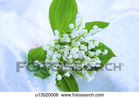Stock Photograph - Bunch of Lily-of-the-valleys. Fotosearch