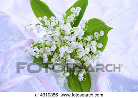 Stock Photograph - Bunch of Lily-of-the-valleys. Fotosearch