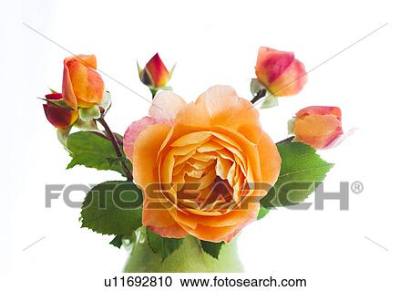 Bunch of Orange Roses View Large Photo Image Stock Image - Bunch of Orange Roses. Fotosearch