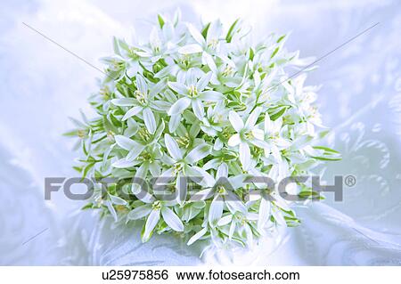 Bunch of Star-of-Bethlehem Flowers View Large Photo Image Stock Photograph - Bunch of Star-of-Bethlehem Flowers. Fotosearch