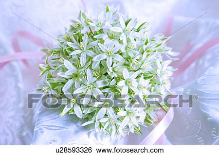 Bunch of Star-of-Bethlehem Flowers View Large Photo Image Stock Photograph - Bunch of Star-of-Bethlehem Flowers. Fotosearch
