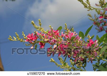 Bush Clover Flowers View Large Photo Image Stock Image - Bush Clover Flowers. Fotosearch