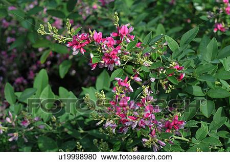 Stock Image - Bush Clover. Fotosearch