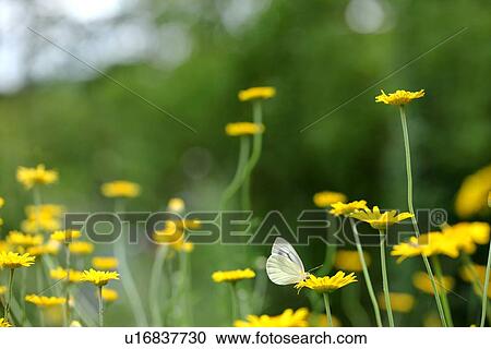 Stock Image - Butterfly on Chamomile Flower. Fotosearch