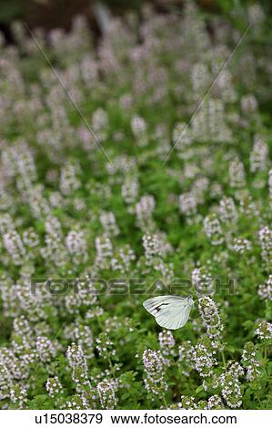 Butterfly on Creeping Thyme View Large Photo Image Stock Photo - Butterfly on Creeping Thyme. Fotosearch