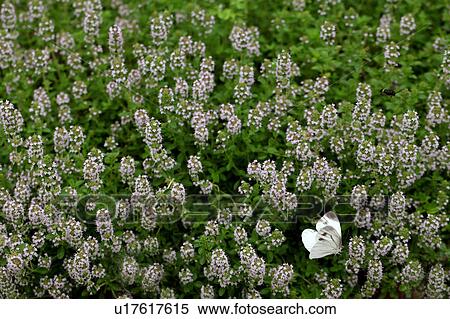 Butterfly on Creeping Thyme View Large Photo Image Stock Photography - Butterfly on Creeping Thyme. Fotosearch