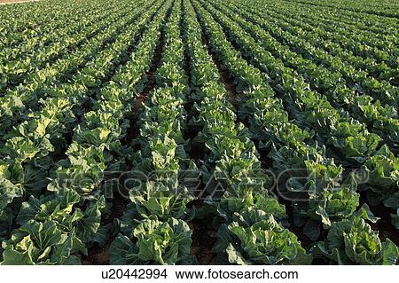 Cabbage Field View Large Photo Image Picture - Cabbage Field. Fotosearch